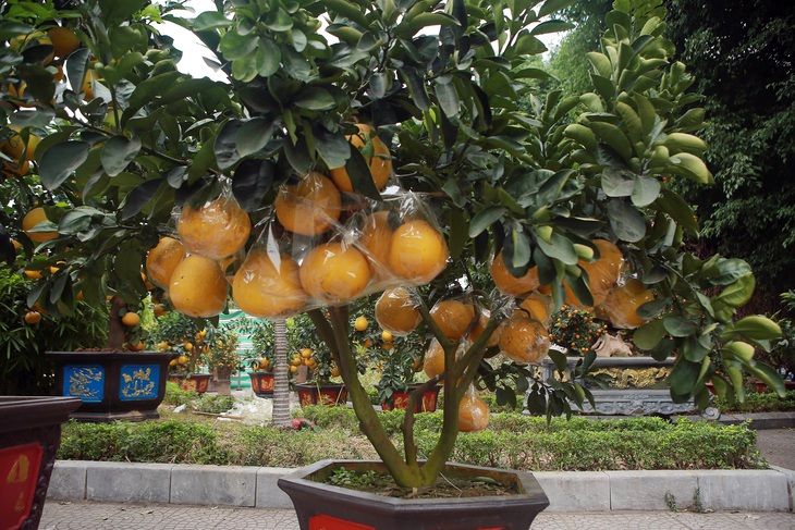 Hà Nội: Trả 90 triệu một gốc bưởi 'cổ' để chơi Tết Quý Mão, tiểu thương nhất quyết không bán - Ảnh 7. Hà Nội: Trả 90 triệu một gốc bưởi 'cổ' để chơi Tết Quý Mão, tiểu thương nhất quyết không bán - Ảnh 7.