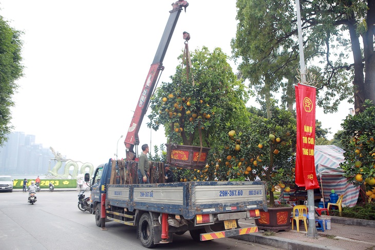 Hà Nội: Trả 90 triệu một gốc bưởi 'cổ' để chơi Tết Quý Mão, tiểu thương nhất quyết không bán - Ảnh 8. Hà Nội: Trả 90 triệu một gốc bưởi 'cổ' để chơi Tết Quý Mão, tiểu thương nhất quyết không bán - Ảnh 8.