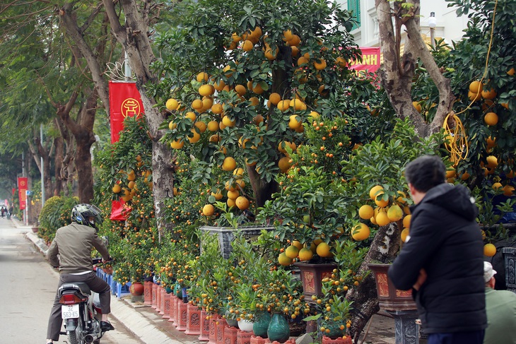 Hà Nội: Trả 90 triệu một gốc bưởi 'cổ' để chơi Tết Quý Mão, tiểu thương nhất quyết không bán - Ảnh 3. Hà Nội: Trả 90 triệu một gốc bưởi 'cổ' để chơi Tết Quý Mão, tiểu thương nhất quyết không bán - Ảnh 3.