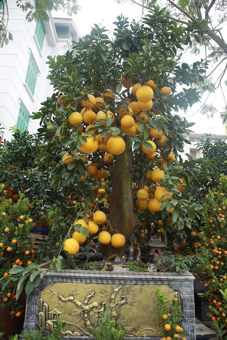 Hà Nội: Trả 90 triệu một gốc bưởi 'cổ' để chơi Tết Quý Mão, tiểu thương nhất quyết không bán - Ảnh 5. Hà Nội: Trả 90 triệu một gốc bưởi 'cổ' để chơi Tết Quý Mão, tiểu thương nhất quyết không bán - Ảnh 5.