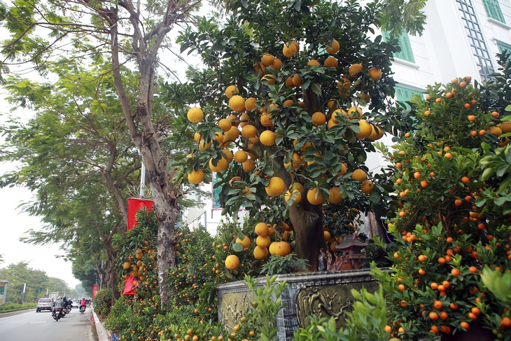 Hà Nội: Trả 90 triệu một gốc bưởi 'cổ' để chơi Tết Quý Mão, tiểu thương nhất quyết không bán - Ảnh 4. Hà Nội: Trả 90 triệu một gốc bưởi 'cổ' để chơi Tết Quý Mão, tiểu thương nhất quyết không bán - Ảnh 4.