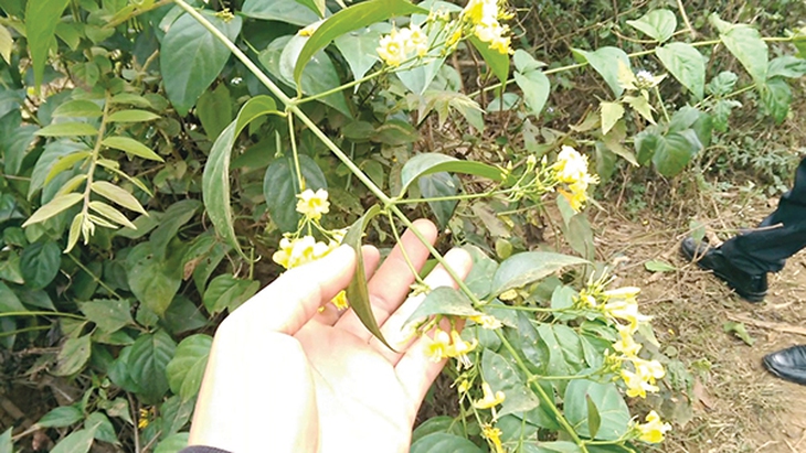 Cần cẩn trọng khi sử dụng các loại cây rừng - Ảnh 1.