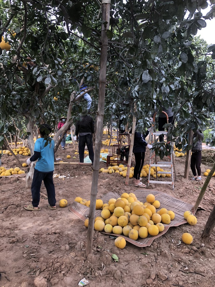 Loạn giá bưởi diễn trước Tết Nguyên đán Quý Mão 2023 - Ảnh 11. Loạn giá bưởi diễn trước Tết Nguyên đán Quý Mão 2023 - Ảnh 11.