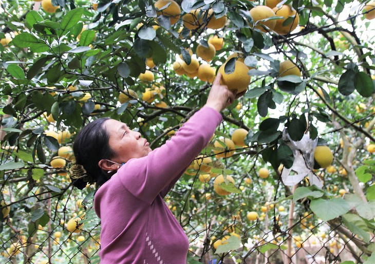 Loạn giá bưởi diễn trước Tết Nguyên đán Quý Mão 2023 - Ảnh 4. Loạn giá bưởi diễn trước Tết Nguyên đán Quý Mão 2023 - Ảnh 4.