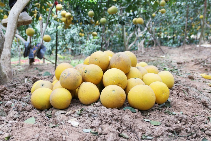Loạn giá bưởi diễn trước Tết Nguyên đán Quý Mão 2023 - Ảnh 8. Loạn giá bưởi diễn trước Tết Nguyên đán Quý Mão 2023 - Ảnh 8.
