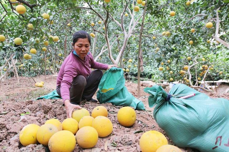 Loạn giá bưởi diễn trước Tết Nguyên đán Quý Mão 2023 - Ảnh 7. Loạn giá bưởi diễn trước Tết Nguyên đán Quý Mão 2023 - Ảnh 7.