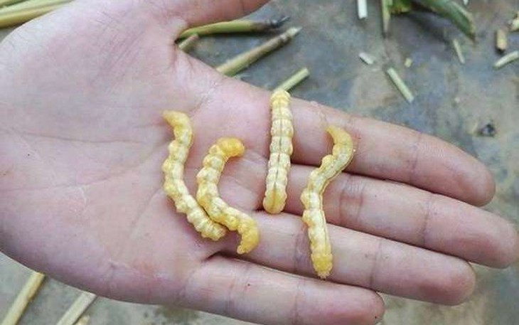 Sự thật về ‘xuân dược phòng the’ từ côn trùng