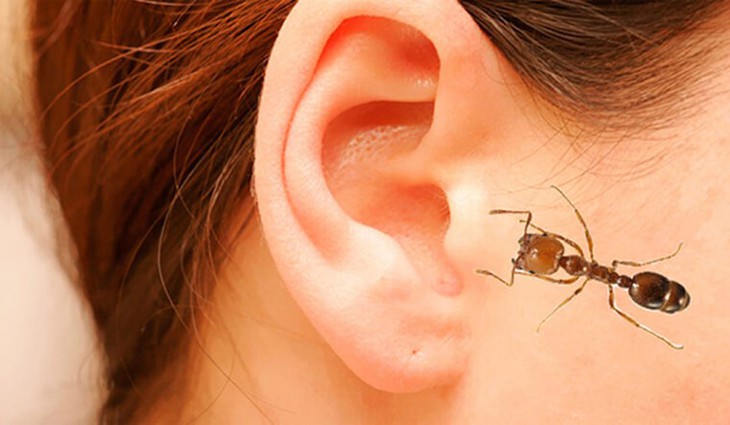 Khi bị côn trùng chui vào tai, chúng ta đều cảm nhận được tai bị tấn công và mức độ đau sẽ khác nhau tùy người. Ảnh minh họa