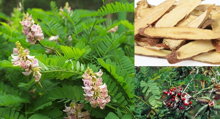 Cam thảo – vị thuốc thông dụng, chữa loét dạ dày và ruột - Ảnh 2.