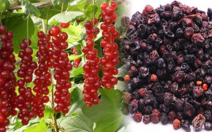 3 món ăn bài thuốc từ ngũ vị tử trị mất ngủ và tăng cường sức khỏe