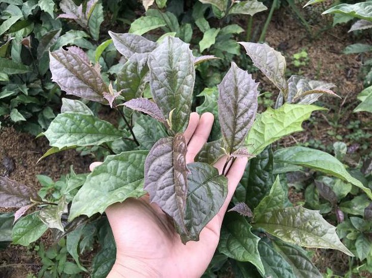 photo-1696937152078