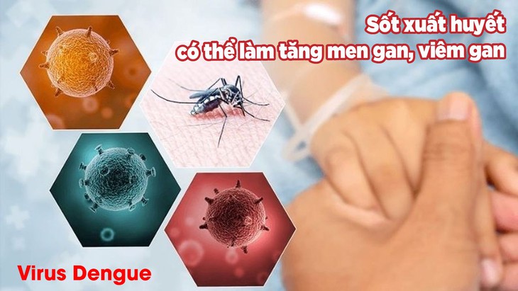 Có nên dùng bổ gan khi bị sốt xuất huyết Dengue? - Ảnh 1.