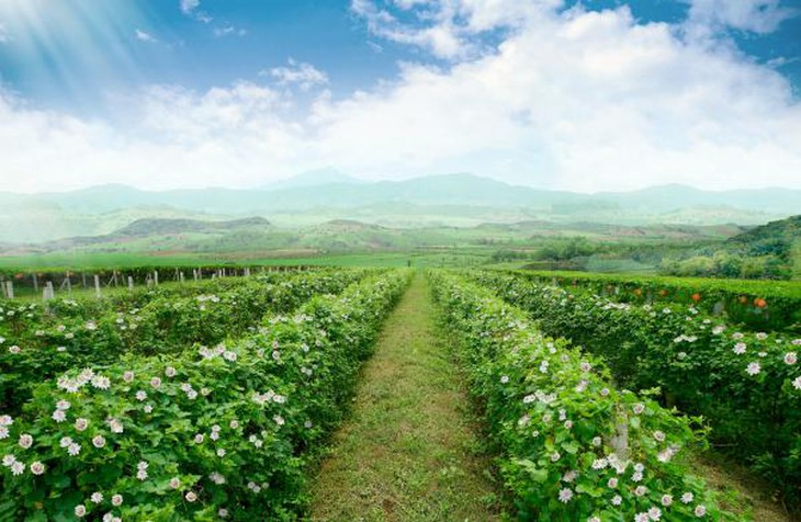 Người dân miền núi chuyển diện tích vườn tạp sang trồng cây dược liệu - Ảnh 2. Người dân miền núi chuyển diện tích vườn tạp sang trồng cây dược liệu - Ảnh 2.