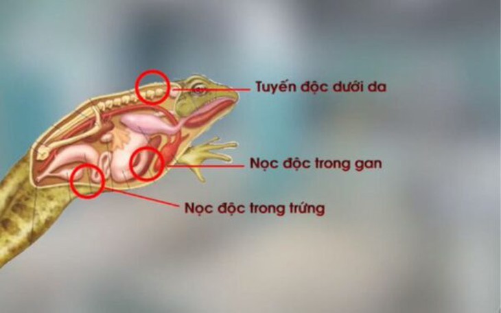 Ngộ độc thịt và trứng cóc, 3 mẹ con phải nhập viện cấp cứu - Ảnh 4.