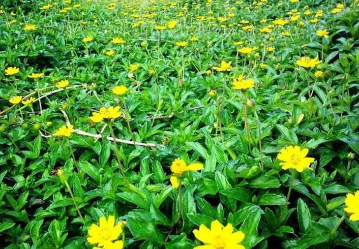 8 bài thuốc chữa tắc tia sữa, mụn nhọt từ bồ công anh - Ảnh 4.