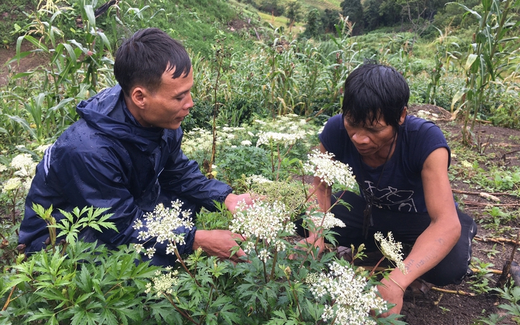 Làm gì để đưa cây dược liệu giúp bà con thoát nghèo?