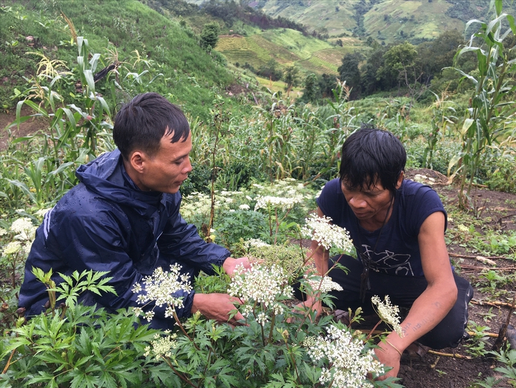 Làm gì để đưa cây dược liệu giúp bà con thoát nghèo? - Ảnh 2. Làm gì để đưa cây dược liệu giúp bà con thoát nghèo? - Ảnh 2.