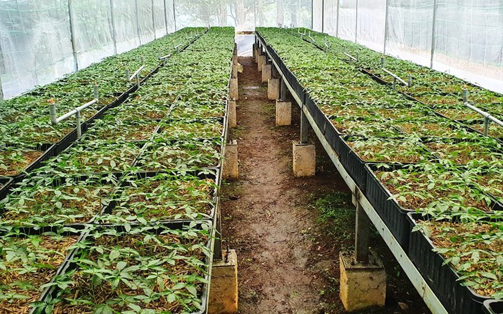 Đưa khoa học, công nghệ để phát triển sâm Việt Nam là sản phẩm chủ lực trong lĩnh vực y dược