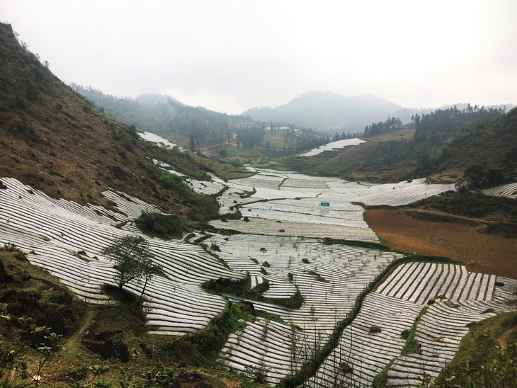 Phát triển cây dược liệu trên vùng cao nguyên - Ảnh 2.