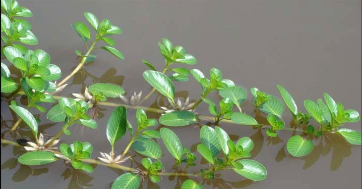 Loại rau mọc dại, trước cho lợn ăn, nay thành đặc sản