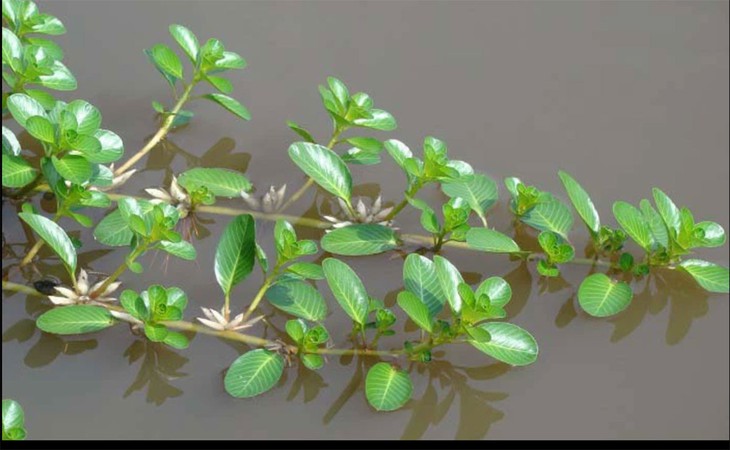 Loại rau mọc dại, trước cho lợn ăn, nay thành đặc sản - Ảnh 1.