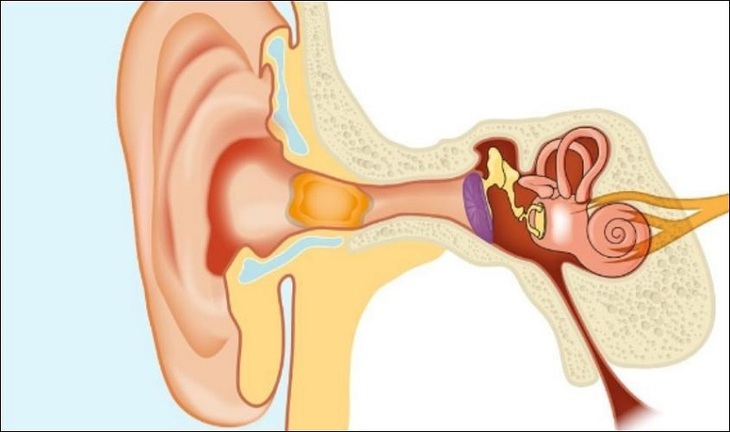 Tai đảm nhiệm chức năng truyền dẫn và tiếp nhận âm thanh, cũng như có vai trò trong việc duy trì thăng bằng.
