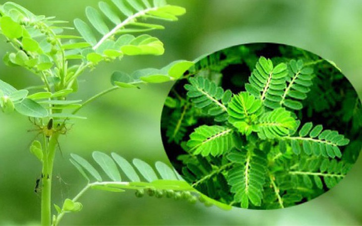 5 vị thuốc lợi sữa dễ kiếm cho phụ nữ sau sinh