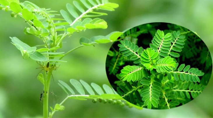 5 vị thuốc lợi sữa dễ kiếm cho phụ nữ sau sinh - Ảnh 3.
