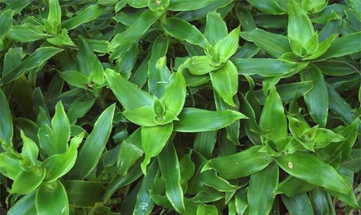 Cây lược vàng- vị thuốc đa năng nhưng phải biết cách dùng - Ảnh 4.