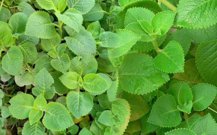 3 vị thuốc dân dã giảm ho, sốt, tiêu đờm ở trẻ lúc giao mùa - Ảnh 3.