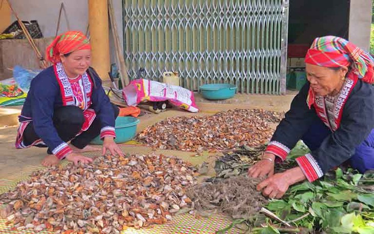 Tạo cơ chế cho hoạt động nuôi trồng, phát triển dược liệu