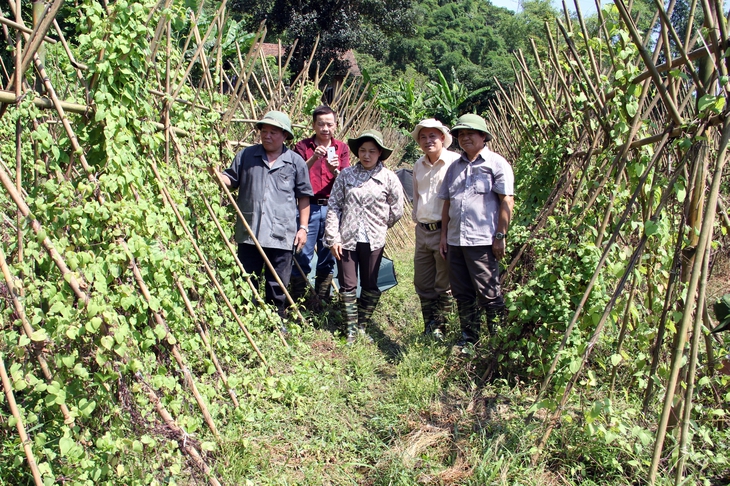 Tạo cơ chế cho hoạt động nuôi trồng, phát triển dược liệu - Ảnh 1. Tạo cơ chế cho hoạt động nuôi trồng, phát triển dược liệu - Ảnh 1.