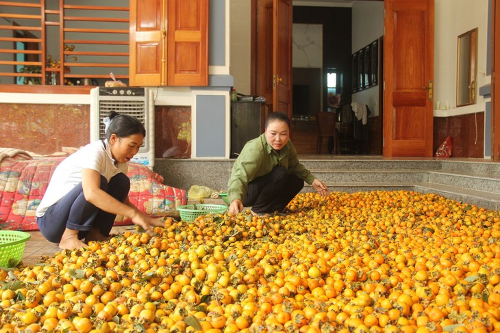 Thủ phủ trồng hồng ở xứ Nghệ vào mùa hút khách du lịch - Ảnh 3.