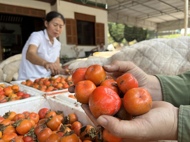 Thủ phủ trồng hồng ở xứ Nghệ vào mùa hút khách du lịch - Ảnh 2.