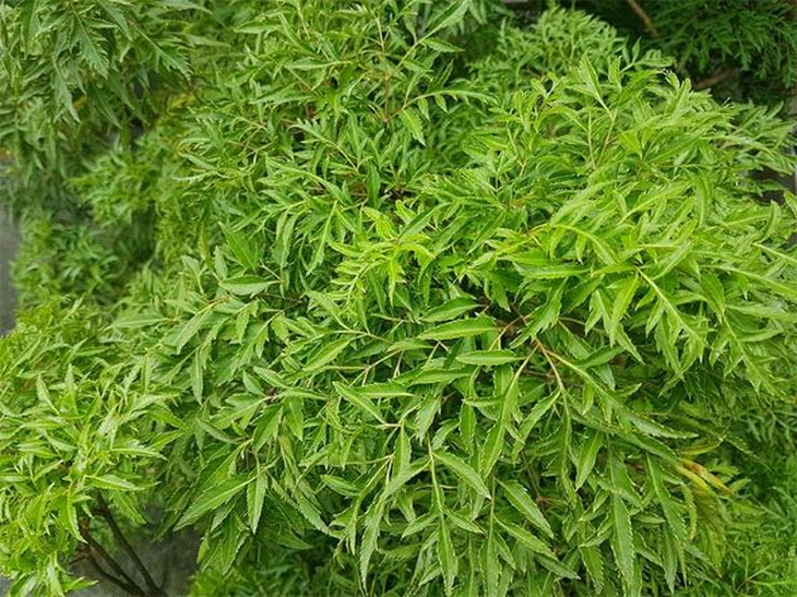 Uống nước lá đinh lăng có chữa được bệnh thoái hóa thần kinh? - Ảnh 2.