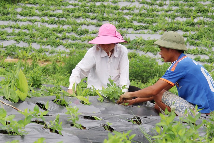 Các giai đoạn cần thiết để khai thác giá trị của cây dược liệu - Ảnh 2.