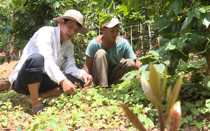 Hai lợi thế để phát triển dược liệu ở Việt Nam