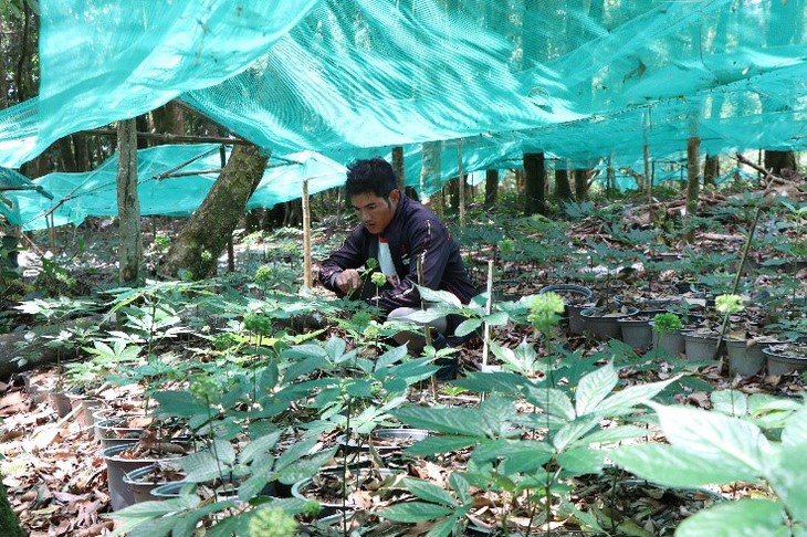 Xây dựng Kon Tum thành vùng phát triển dược liệu quý bền vững - Ảnh 1.