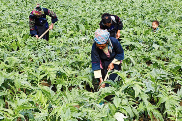 Tiềm năng từ những sản phẩm dược liệu thế mạnh của Việt Nam - Ảnh 2. Tiềm năng từ những sản phẩm dược liệu thế mạnh của Việt Nam - Ảnh 2.