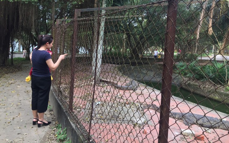Di chuyển cá sấu trong công viên lớn nhất TP Vinh đi nơi khác