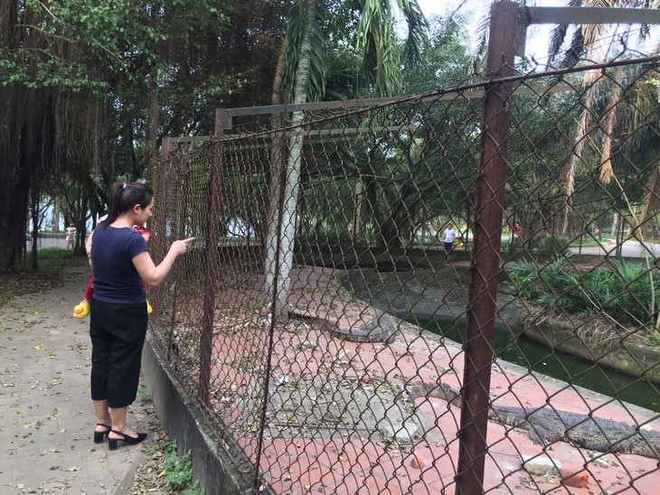Cá sấu ở công viên lớn nhất TP Vinh được chuyển đi nơi khác - Ảnh 3.