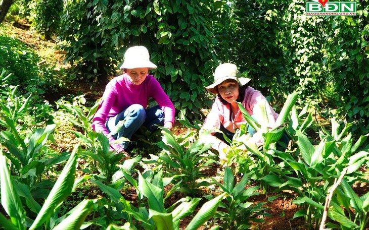 Thúc đẩy phát triển các vùng dược liệu ở Đắk Nông