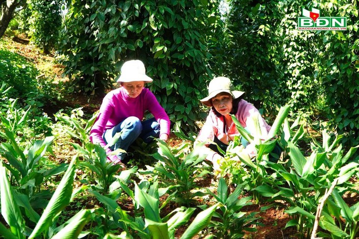 Thúc đẩy phát triển các vùng dược liệu ở Đắk Nông - Ảnh 1.