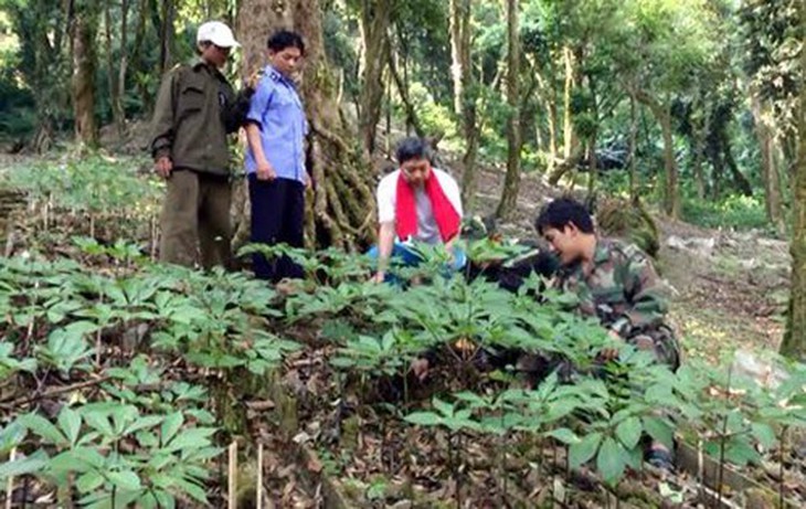 Phát triển vùng trồng dược liệu quý cho người dân vùng đồng bào dân tộc thiểu số theo chuỗi giá trị - Ảnh 1. Phát triển vùng trồng dược liệu quý cho người dân vùng đồng bào dân tộc thiểu số theo chuỗi giá trị - Ảnh 1.