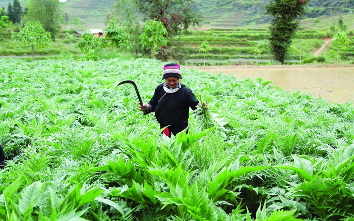 Chuyện trồng dược liệu của đồng bào người Dao trên nẻo cao Hà Giang