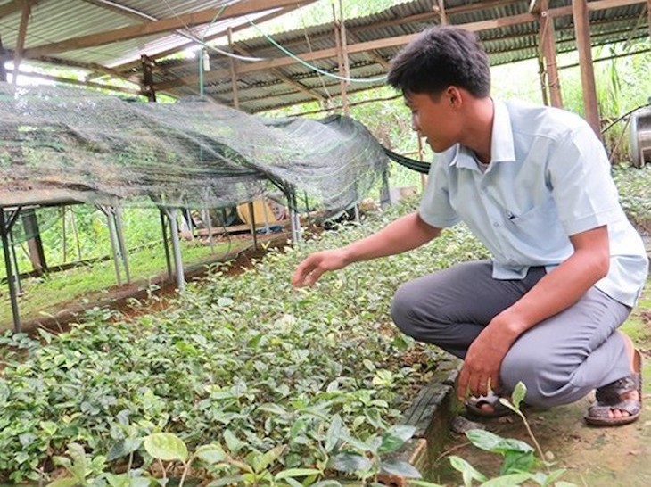 Người dân tộc Cơ Tu làm giàu nhờ ba kích, đẳng sâm - Ảnh 2. Người dân tộc Cơ Tu làm giàu nhờ ba kích, đẳng sâm - Ảnh 2.