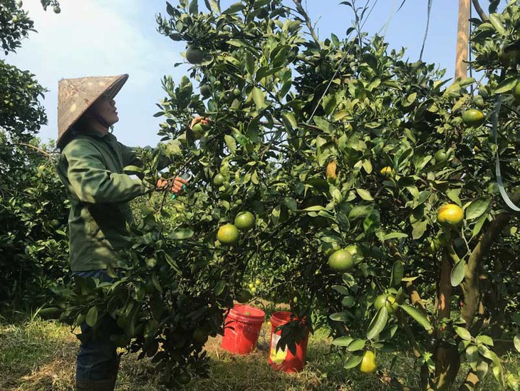 Cao Phong, Hòa Bình: Hỗ trợ đồng bào vay vốn ổn định chỗ ở, phát triển kinh tế từ nguồn Chương trình MTQG 1719- Ảnh 2.