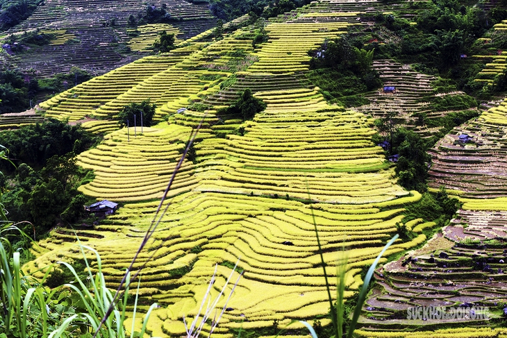 Mãn nhãn với ‘Mùa vàng’ trên vùng biên Phong Thổ - Ảnh 1.