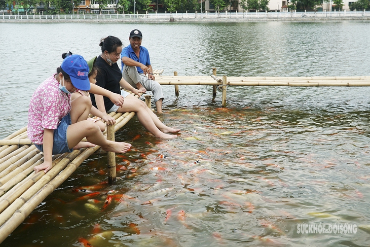Cận cảnh khu nuôi cá Koi ở hồ Đầm Đông vừa bị 'tuýt còi' - Ảnh 5.