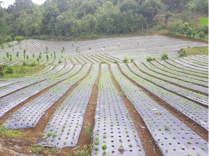 Chìa khòa nâng tầm cho dược liệu Việt Nam - Ảnh 1.